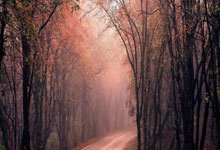 欧博：东契奇生涯已连续111场比赛命中三分，位列NBA第五长纪录.